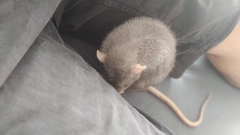 Rattus norvegicus