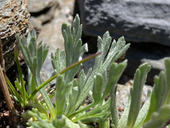 Artemisia genipi