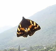 Aeropetes tulbaghia