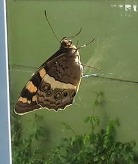 Aeropetes tulbaghia