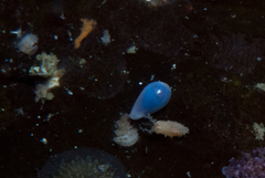 Gibberula dulcis