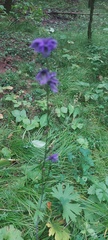 Delphinium crassifolium