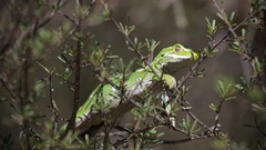 Naultinus gemmeus