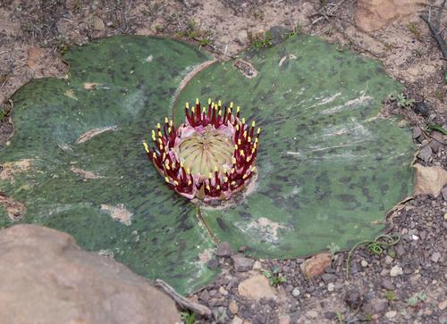 Massonia depressa