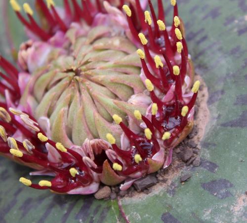 Massonia depressa