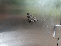 Xanthorhoe fluctuata