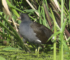Gallinula chloropus