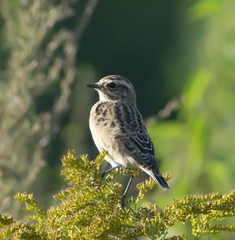 Saxicola rubetra