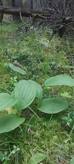 Cypripedium calceolus