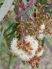 Eucalyptus crebra
