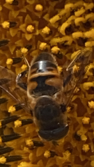 Eristalis tenax