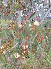 Eucalyptus crebra