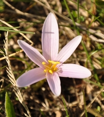 Colchicum autumnale