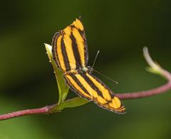 Pantoporia paraka