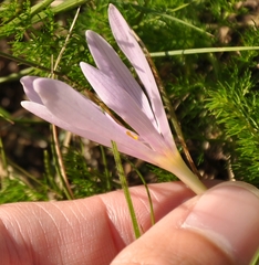 Colchicum autumnale