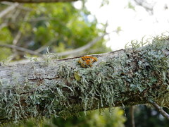 Teloschistes sieberianus