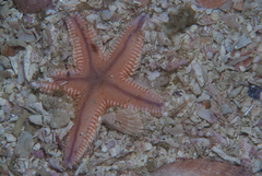 Astropecten irregularis pontoporeus