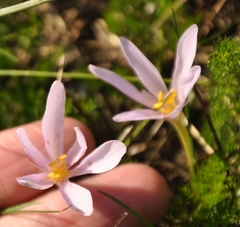 Colchicum autumnale