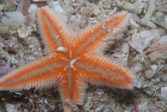Astropecten irregularis pontoporeus