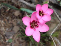 Hesperantha humilis