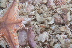 Astropecten irregularis pontoporeus
