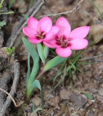 Hesperantha humilis