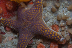 Callopatiria formosa