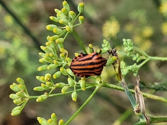 Graphosoma italicum italicum