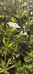 Galium rivale
