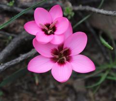 Hesperantha humilis