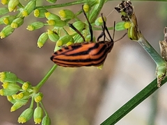 Graphosoma italicum italicum