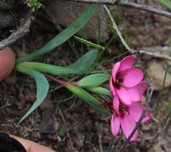 Hesperantha humilis