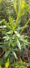 Galium rivale