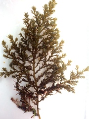Ericaria selaginoides