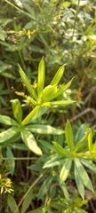 Galium rivale