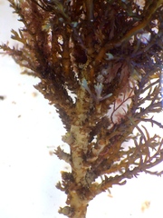 Ericaria selaginoides