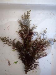 Ericaria selaginoides
