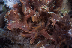 Flustra