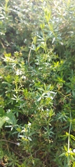 Galium rivale