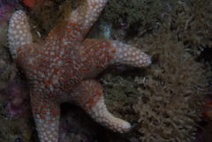 Callopatiria formosa