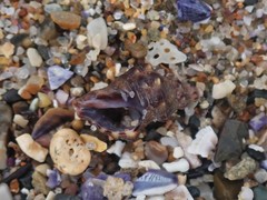 Phycothais reticulata