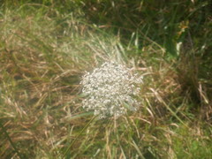 Daucus carota