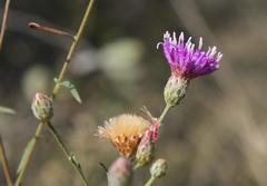 Oocephala centaureoides