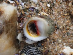 Nerita erythrostoma