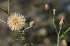 Oocephala centaureoides