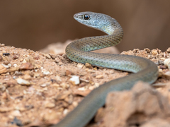 Psammophis mossambicus