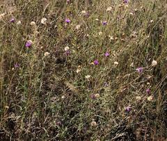 Oocephala centaureoides