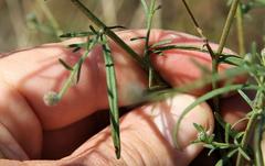 Oocephala centaureoides