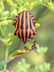 Graphosoma italicum italicum