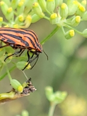 Graphosoma italicum italicum